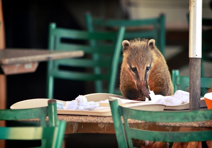 Hungry inhabitants of Iguazu Falls