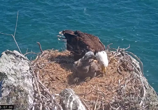 Каталіна, Каліфорнія