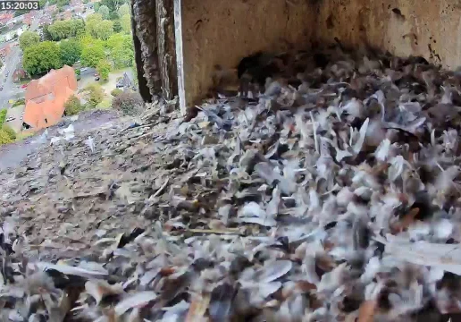 Шютторф