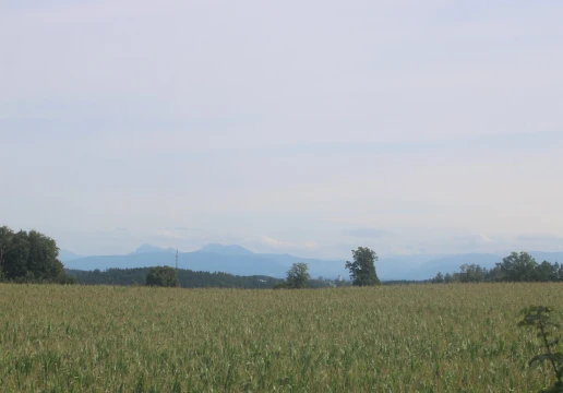 Тростберг